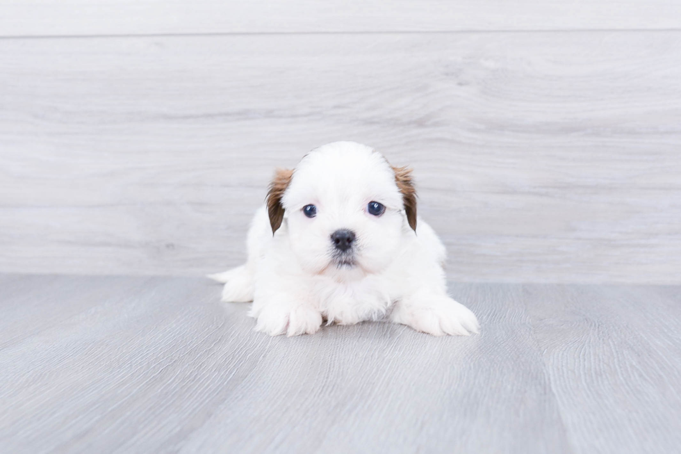 Adorable Shichon Designer Puppy