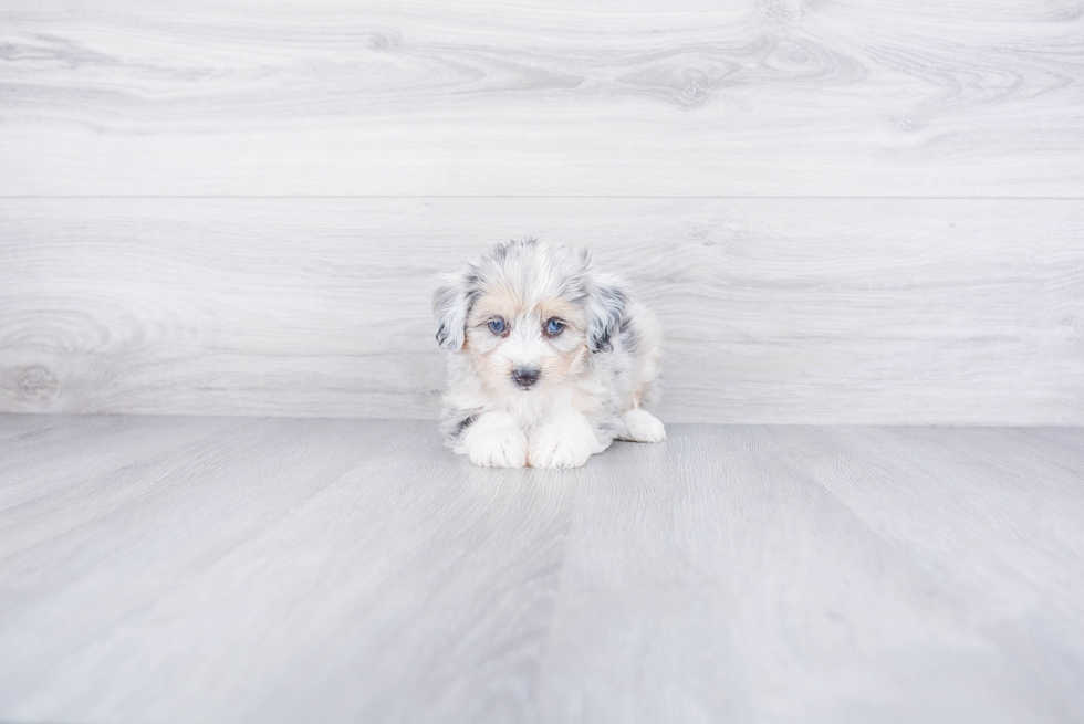 Energetic Aussiepoo Poodle Mix Puppy