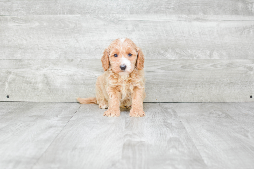 Best Mini Goldendoodle Baby