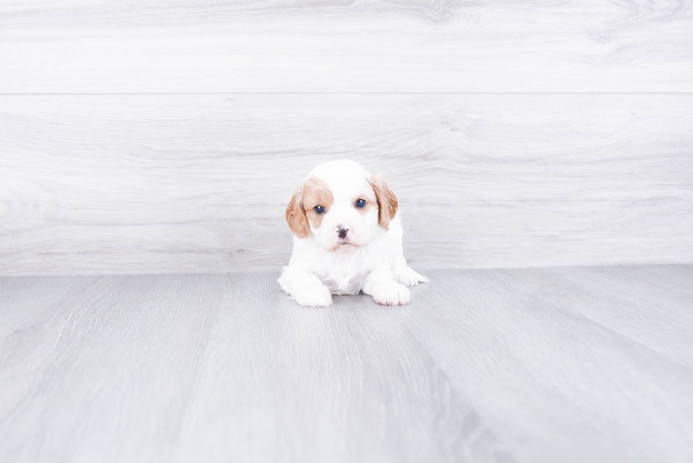 Hypoallergenic Cavoodle Poodle Mix Puppy