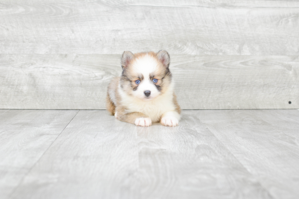 Pomsky Pup Being Cute