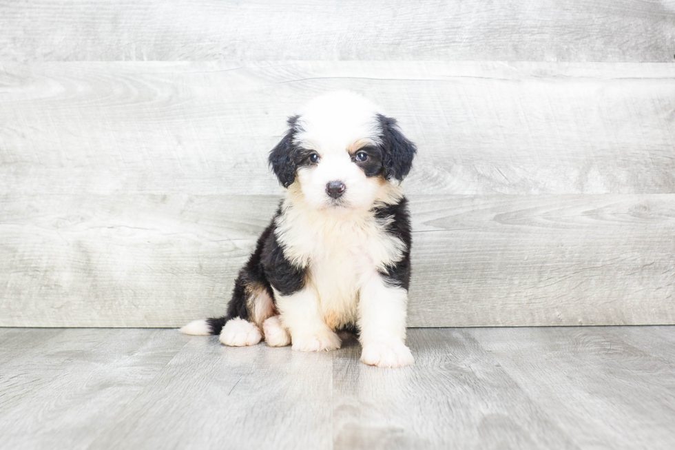 Mini Bernedoodle Pup Being Cute