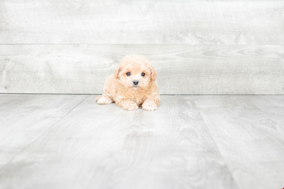 Little Maltepoo Poodle Mix Puppy