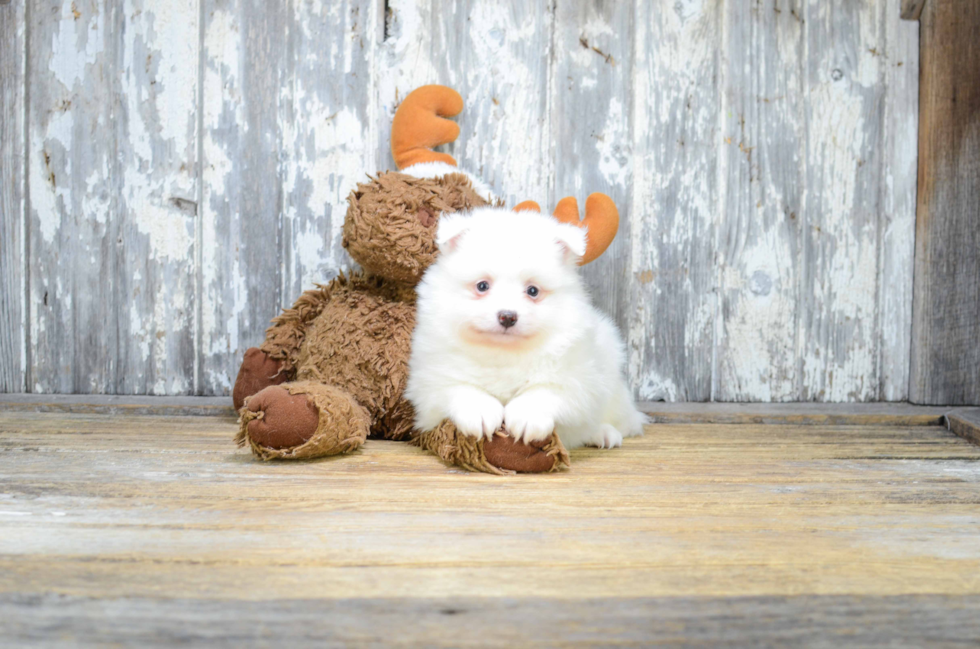 Akc Registered Pomeranian Baby