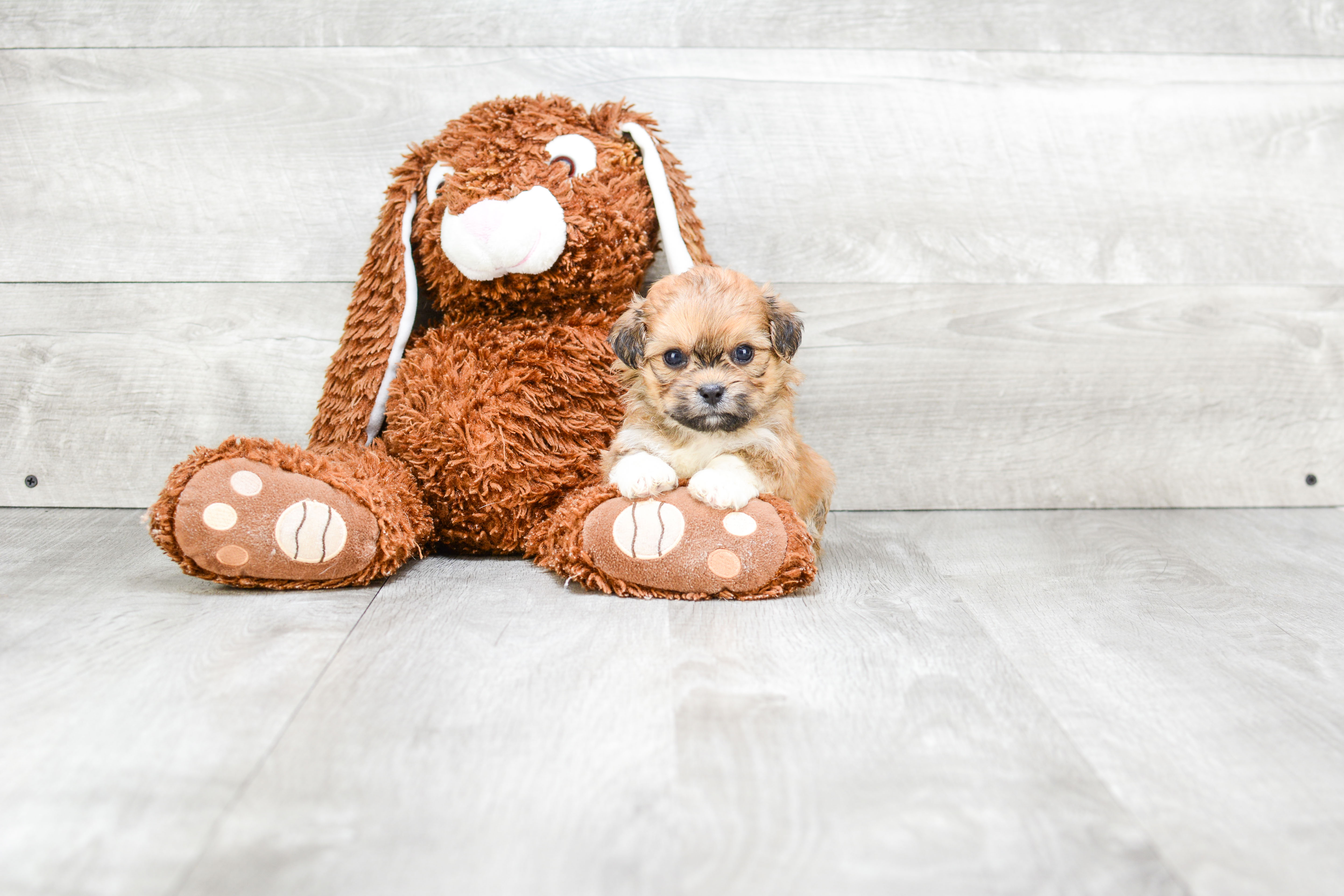 Teddy Bear Pup Being Cute