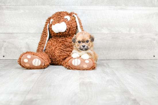 Teddy Bear Pup Being Cute