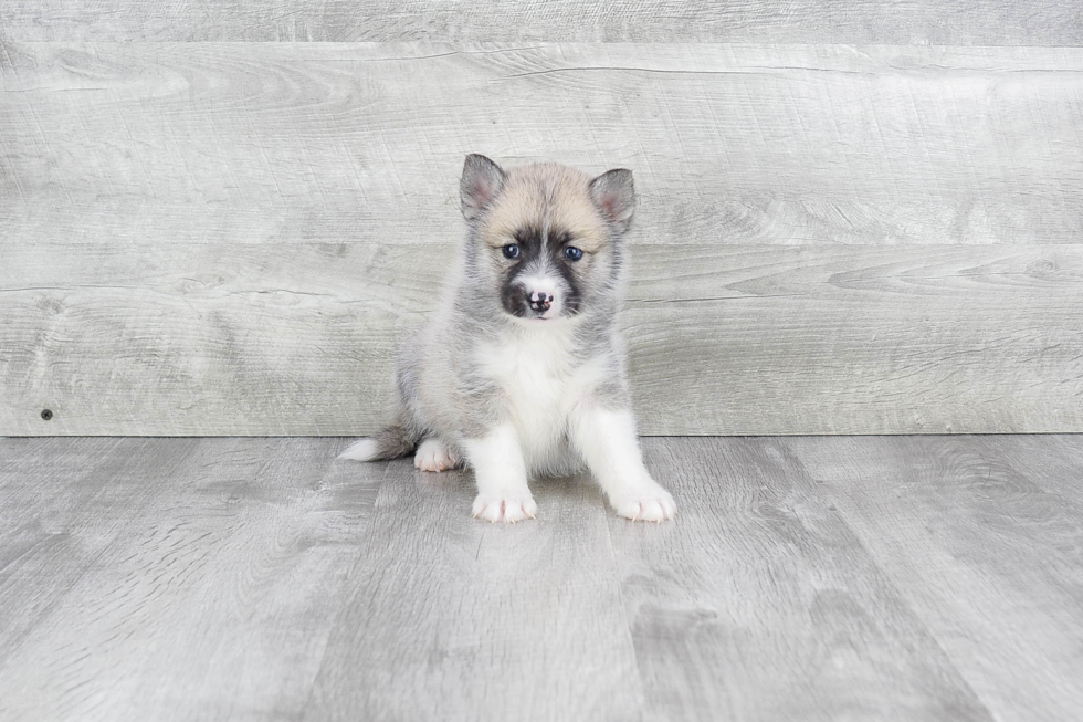 Playful Mini Husky Designer Puppy