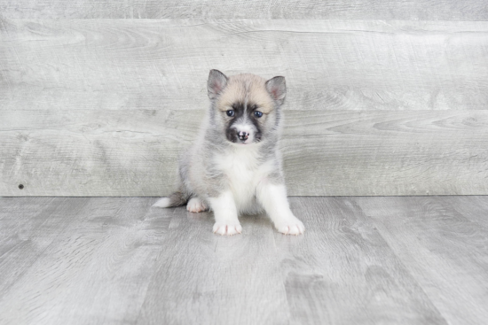 Playful Mini Husky Designer Puppy