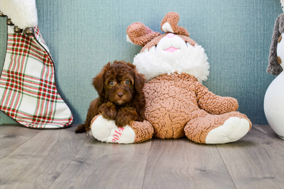 Maltipoo Puppy for Adoption