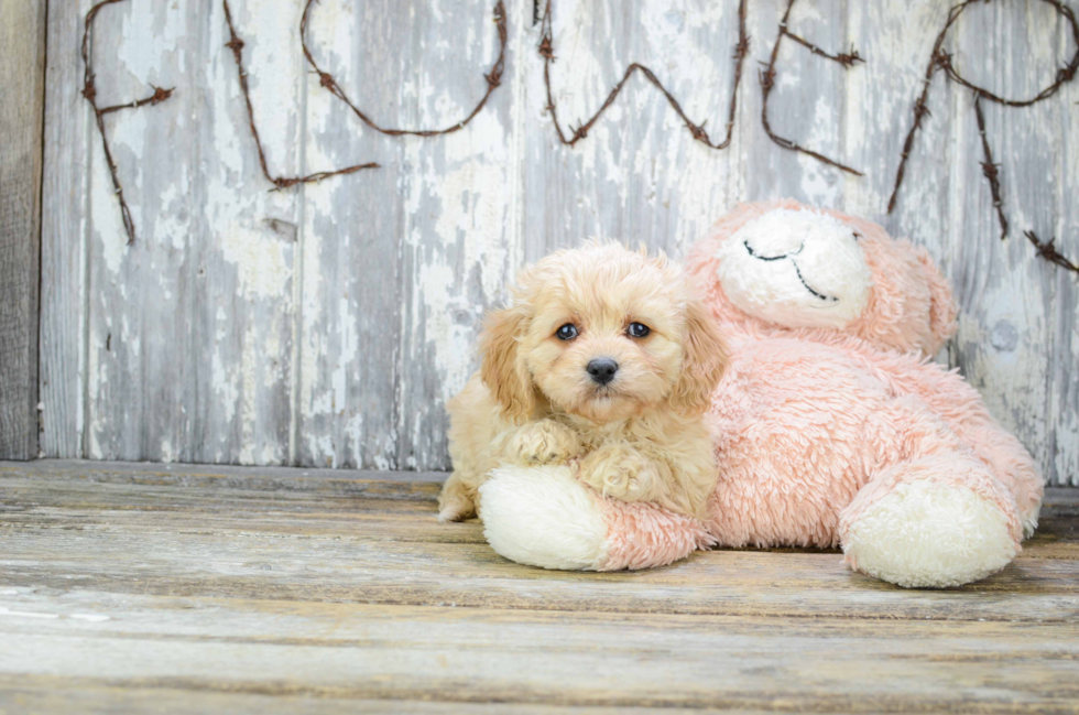 Best Cavapoo Baby