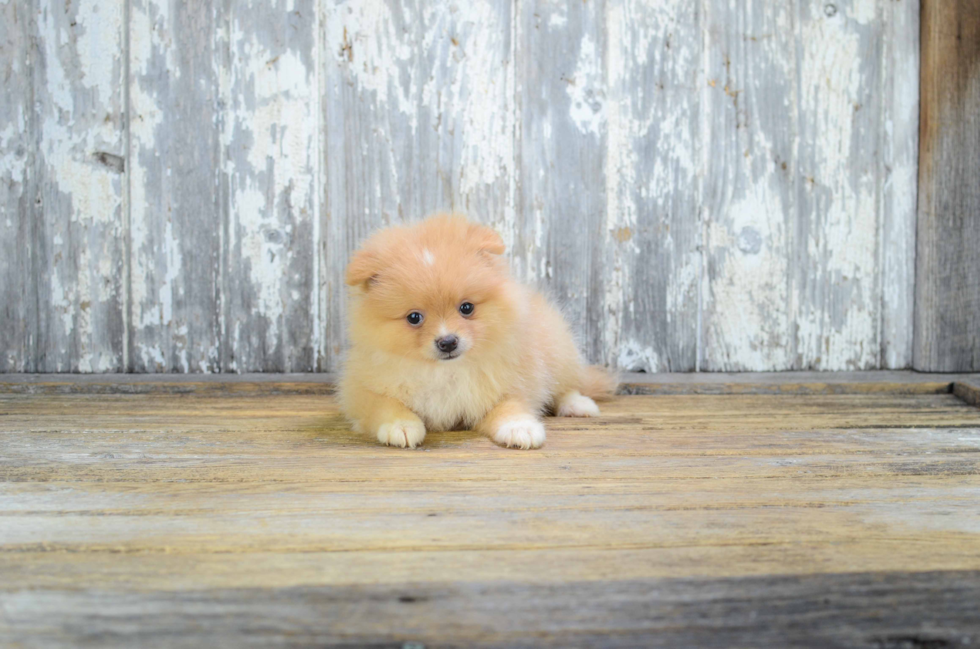 Smart Pomeranian Purebred Puppy