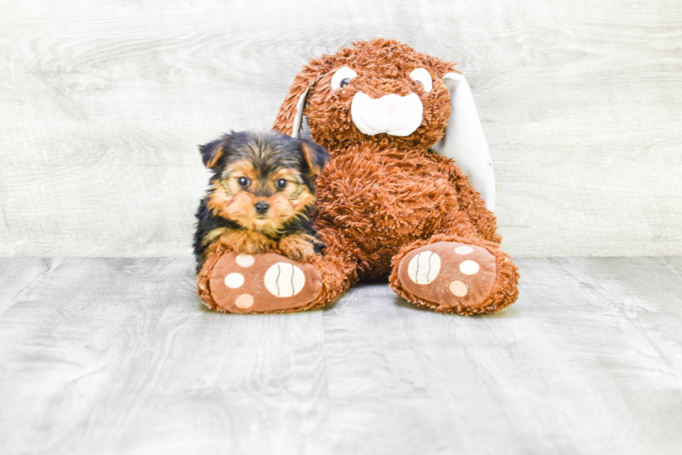 Meet Goldie - our Yorkshire Terrier Puppy Photo 