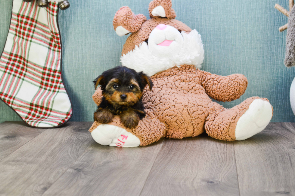 Meet Bella - our Yorkshire Terrier Puppy Photo 