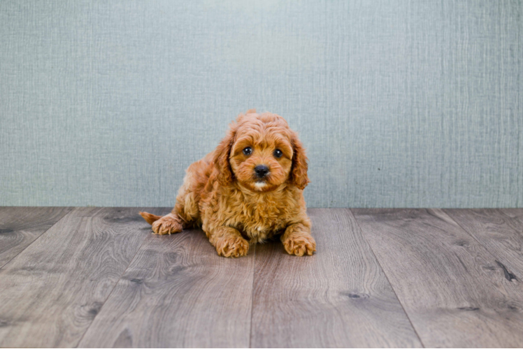 Best Cavapoo Baby