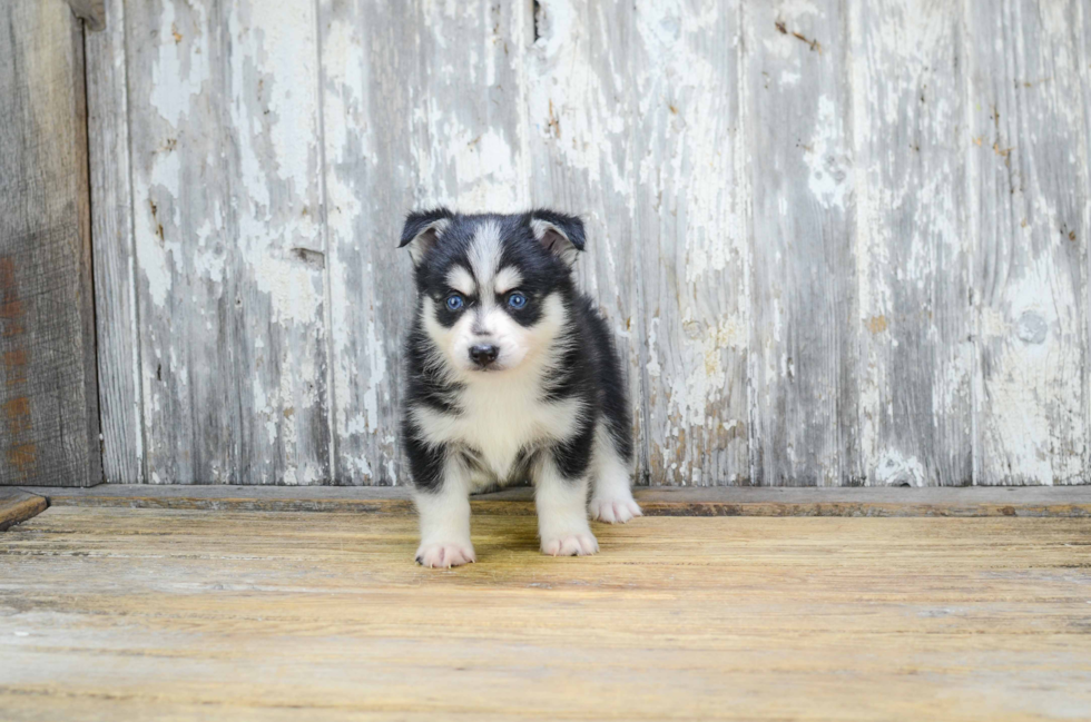 Best Pomsky Baby