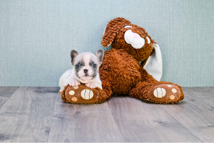 Small French Bulldog Purebred Pup