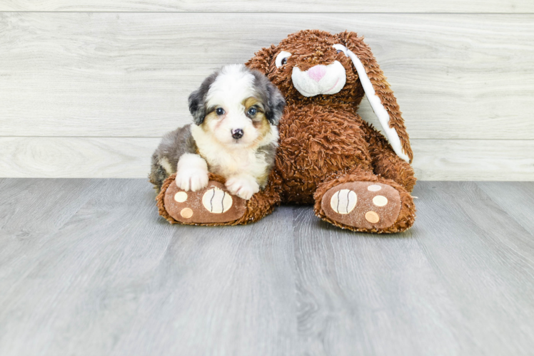 Fluffy Mini Aussiedoodle Poodle Mix Pup