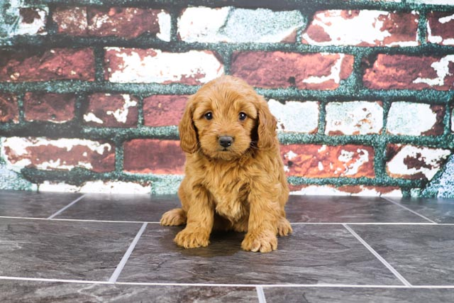 Fluffy Mini Goldendoodle Poodle Mix Pup