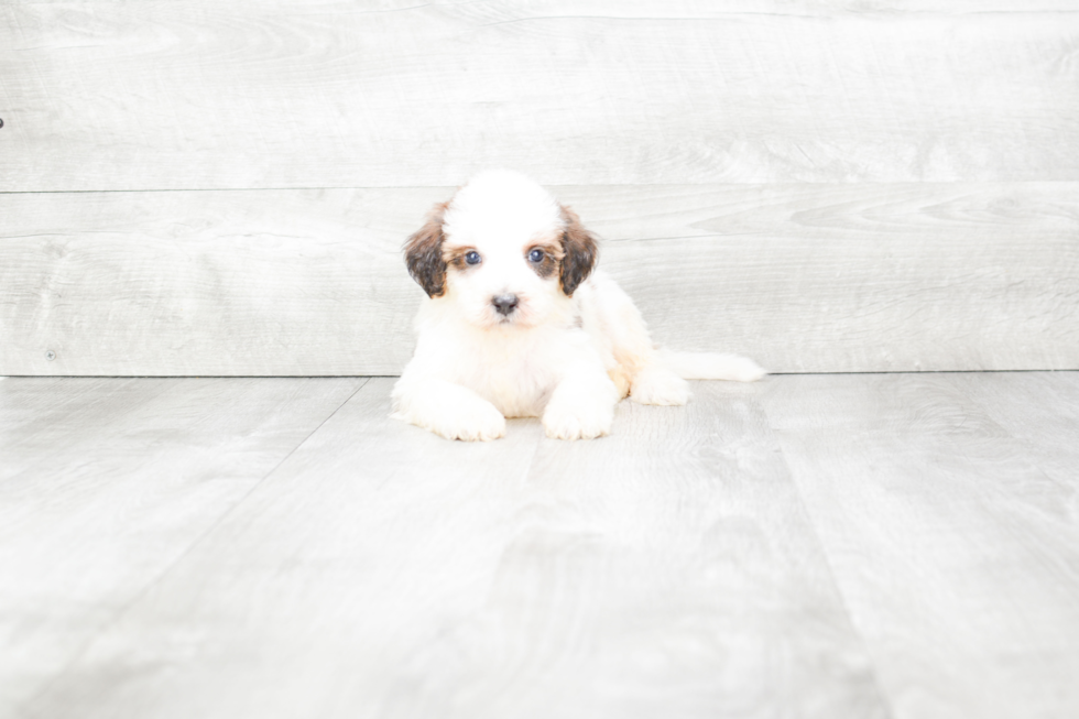 Mini Bernedoodle Pup Being Cute