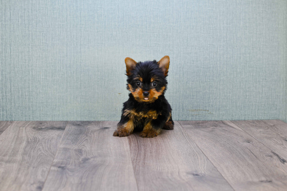 Meet Zoro - our Yorkshire Terrier Puppy Photo 