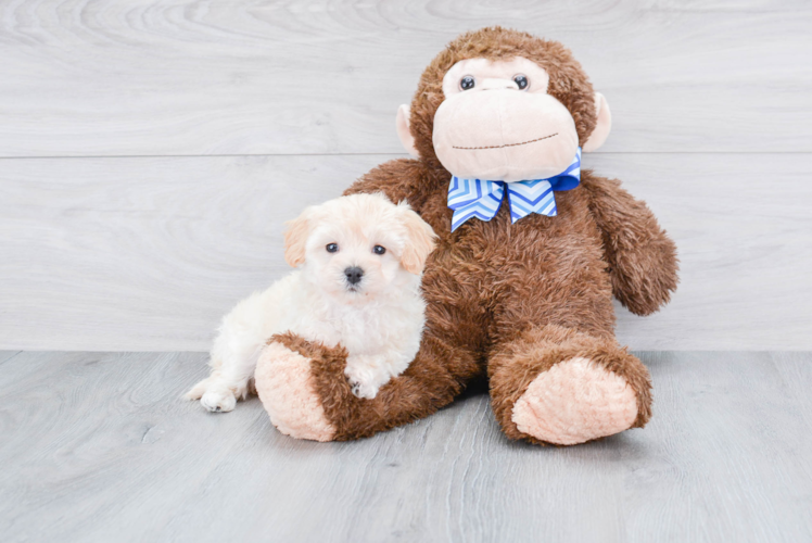 Best Maltipoo Baby