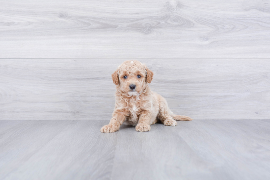 Popular Mini Goldendoodle Poodle Mix Pup