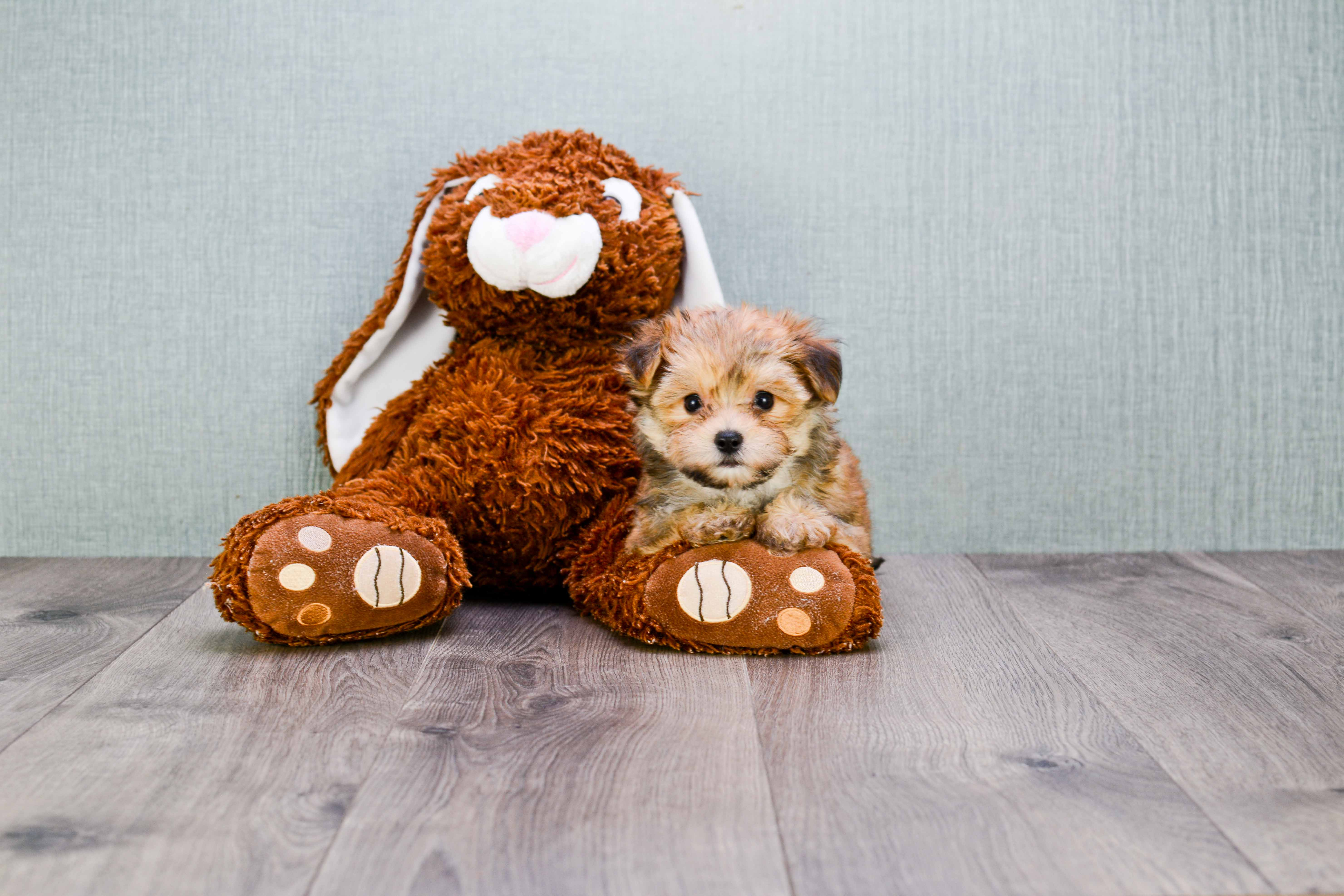 Best Morkie Baby