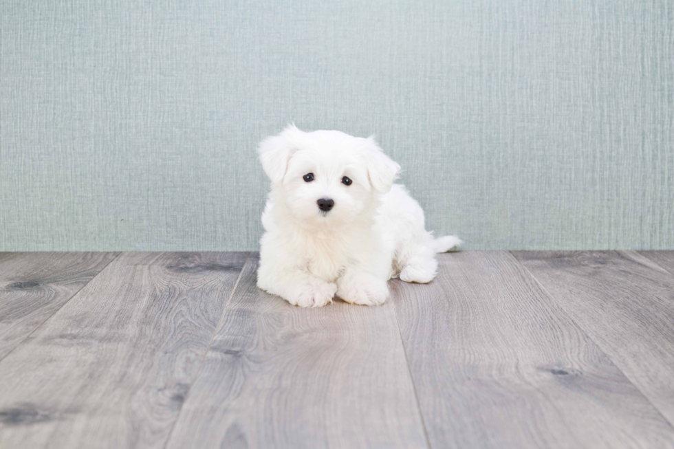 Hypoallergenic Maltese Baby