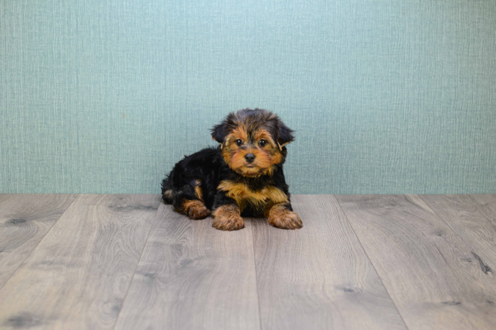 Meet Jeremy - our Yorkshire Terrier Puppy Photo 