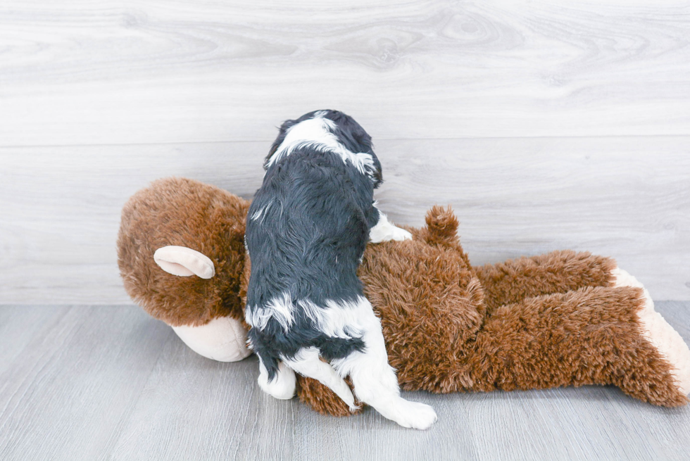 Hypoallergenic Cavalier King Charles Spaniel Baby