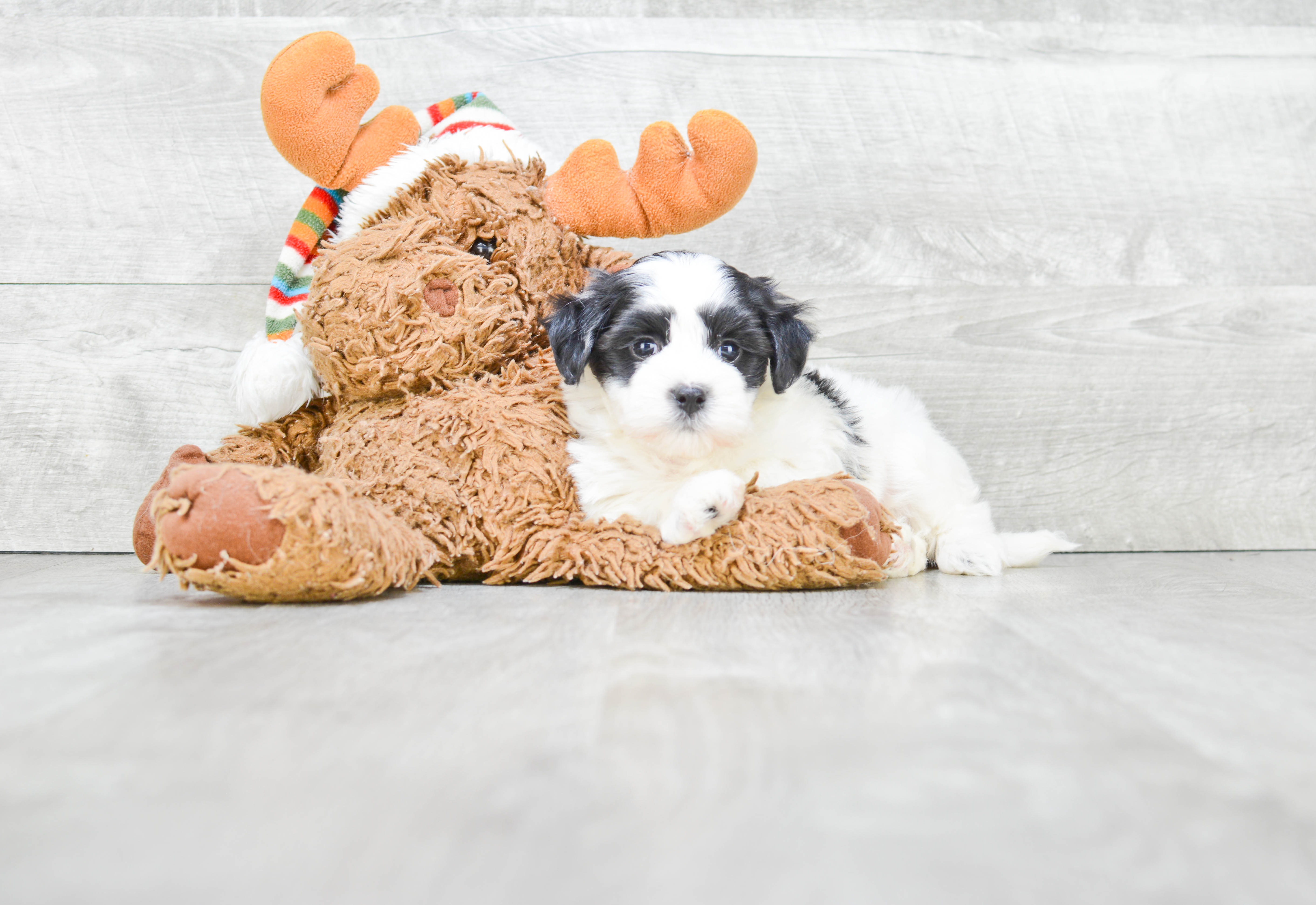 Havanese Pup Being Cute