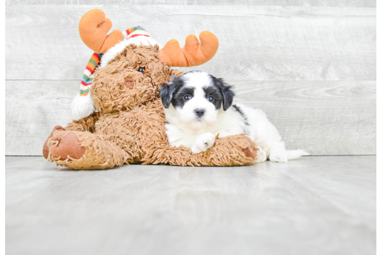 Havanese Pup Being Cute