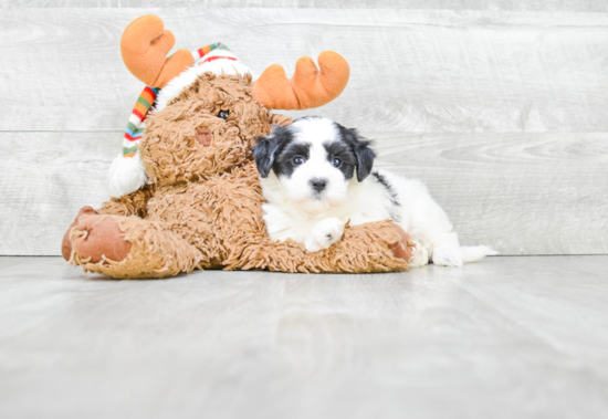 Havanese Pup Being Cute