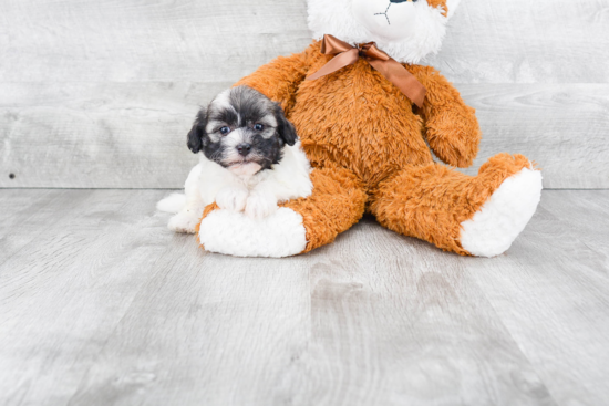 Funny Havanese Purebred Pup