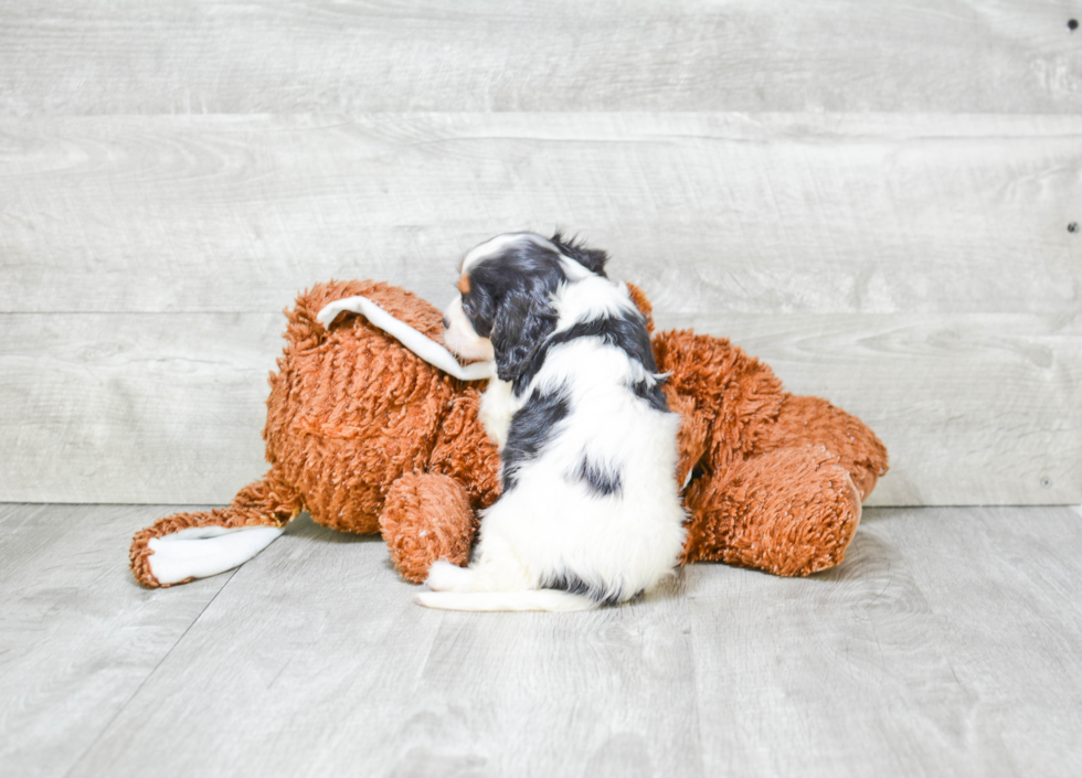 Energetic Cavalier King Charles Spaniel Purebred Puppy