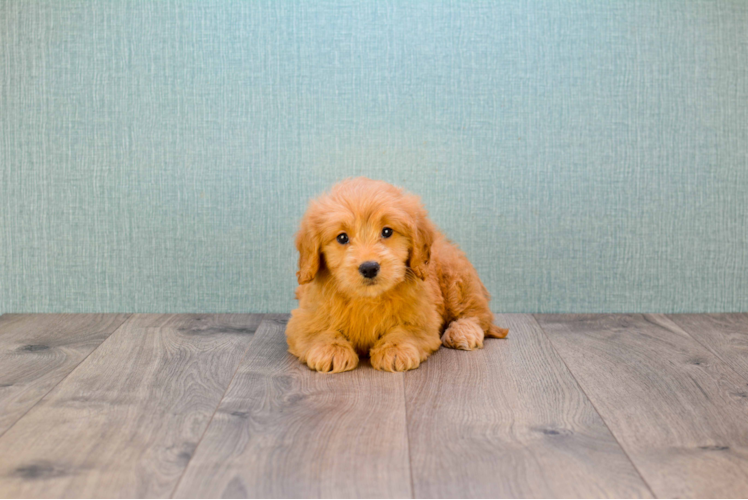 Best Mini Goldendoodle Baby