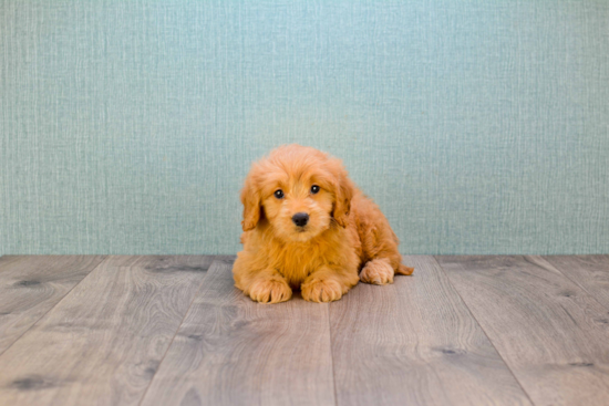 Best Mini Goldendoodle Baby