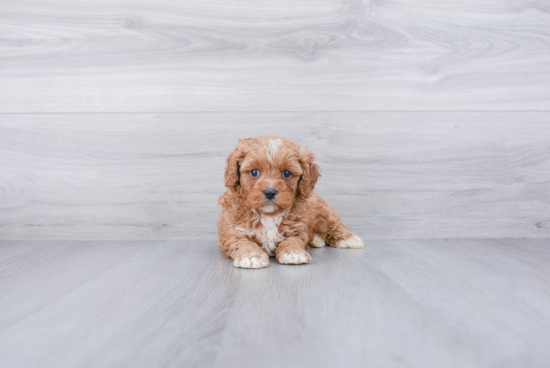 Cavapoo Pup Being Cute