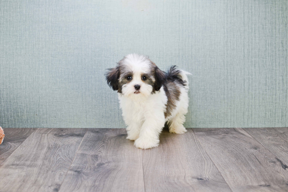 Havanese Puppy for Adoption