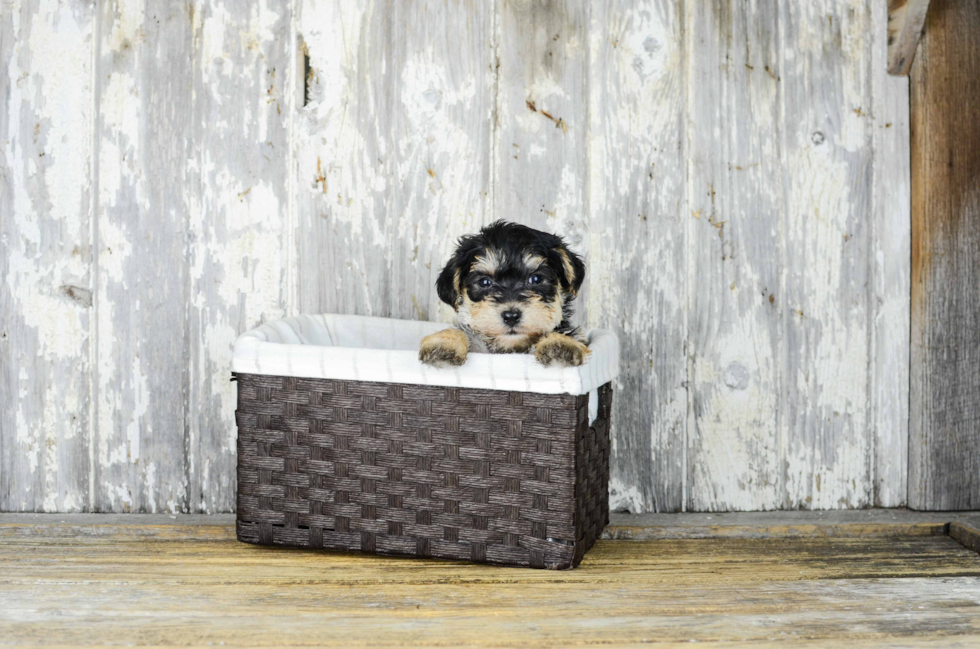 Morkie Pup Being Cute