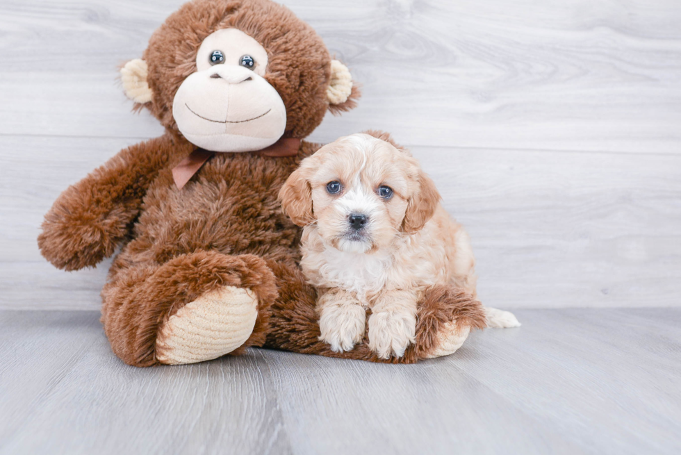 Cavapoo Pup Being Cute