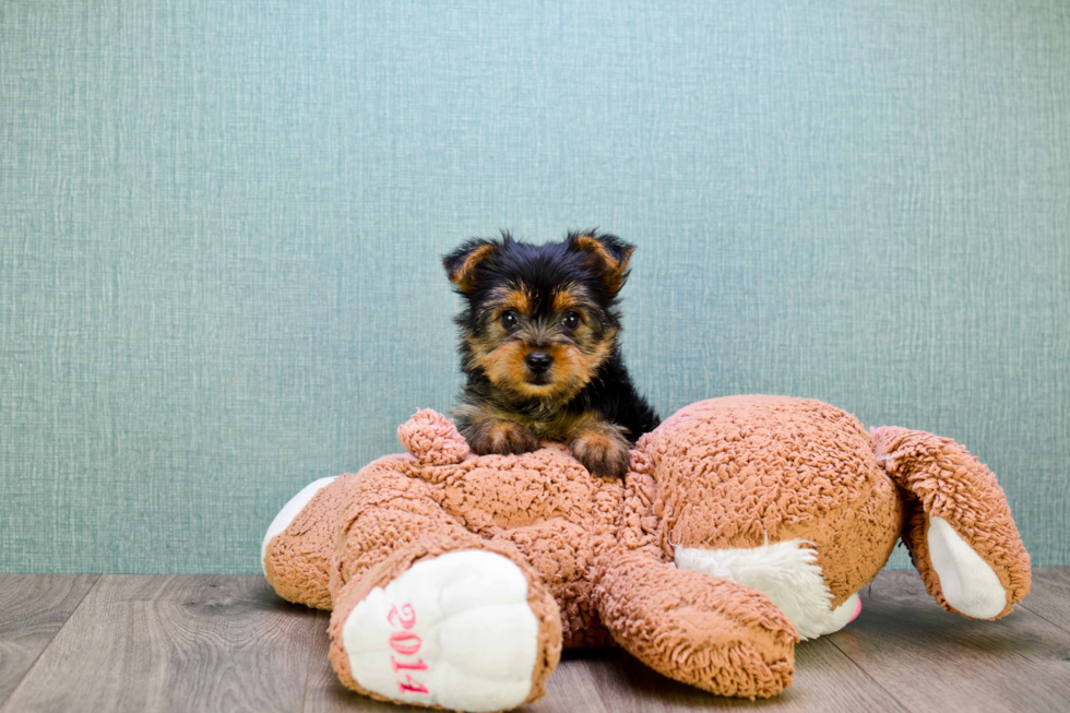 Meet Lisa - our Yorkshire Terrier Puppy Photo 