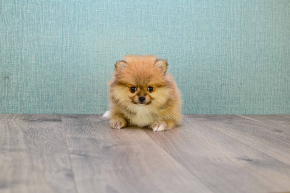 Best Pomeranian Baby