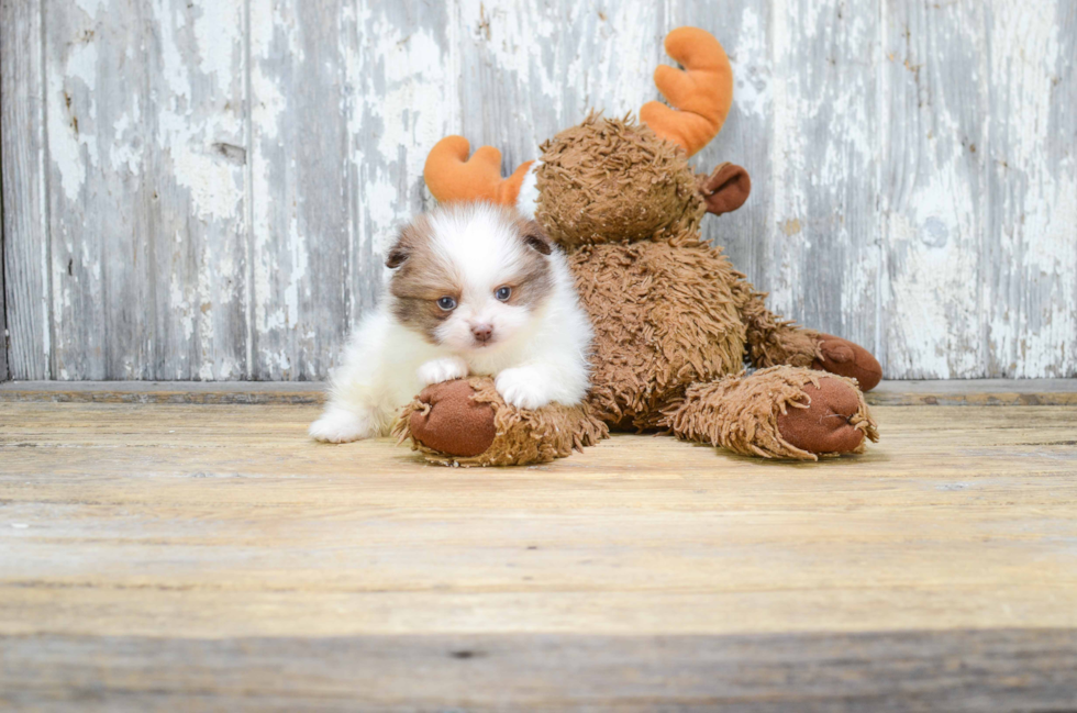 Small Pomeranian Baby