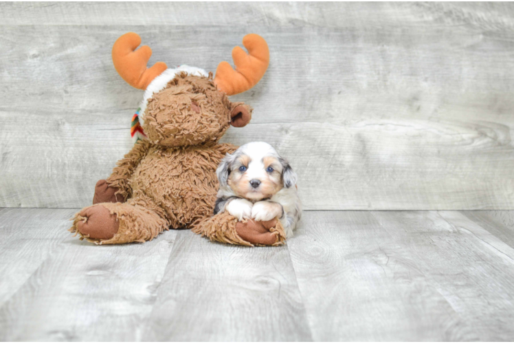 Mini Aussiedoodle Puppy for Adoption