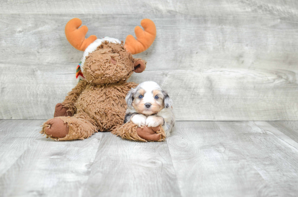 Mini Aussiedoodle Puppy for Adoption