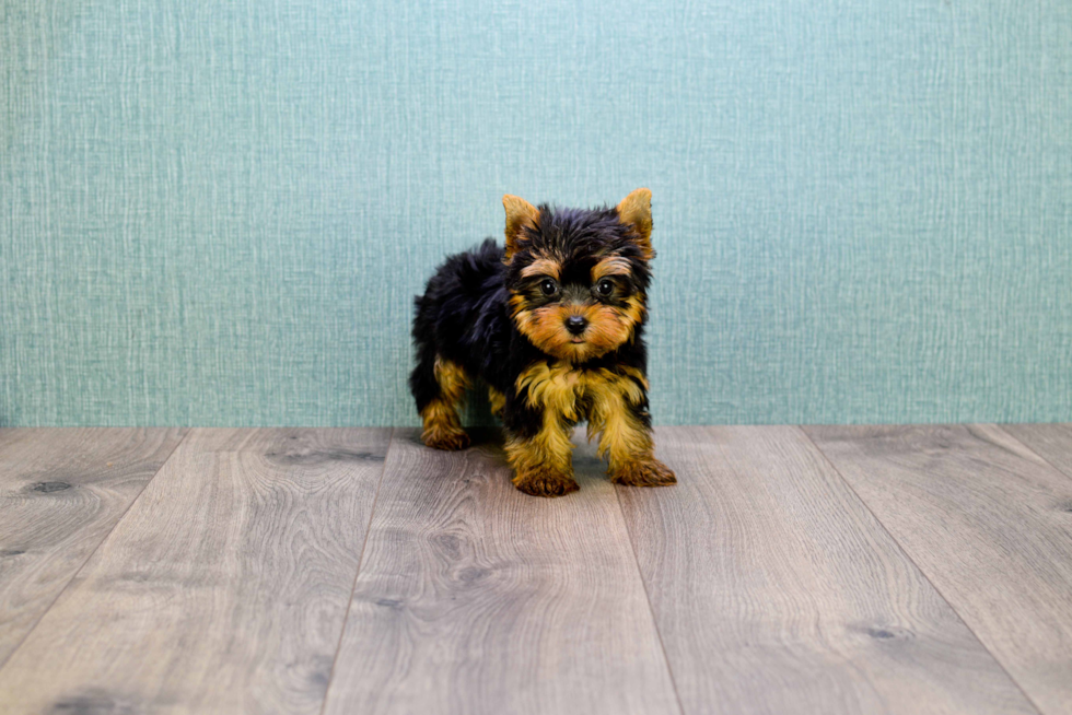 Meet Micro-Teacup-Giselle - our Yorkshire Terrier Puppy Photo 