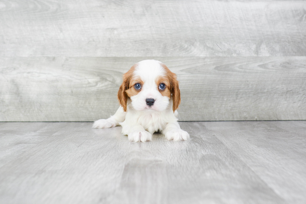 Akc Registered Cavalier King Charles Spaniel Purebred Pup