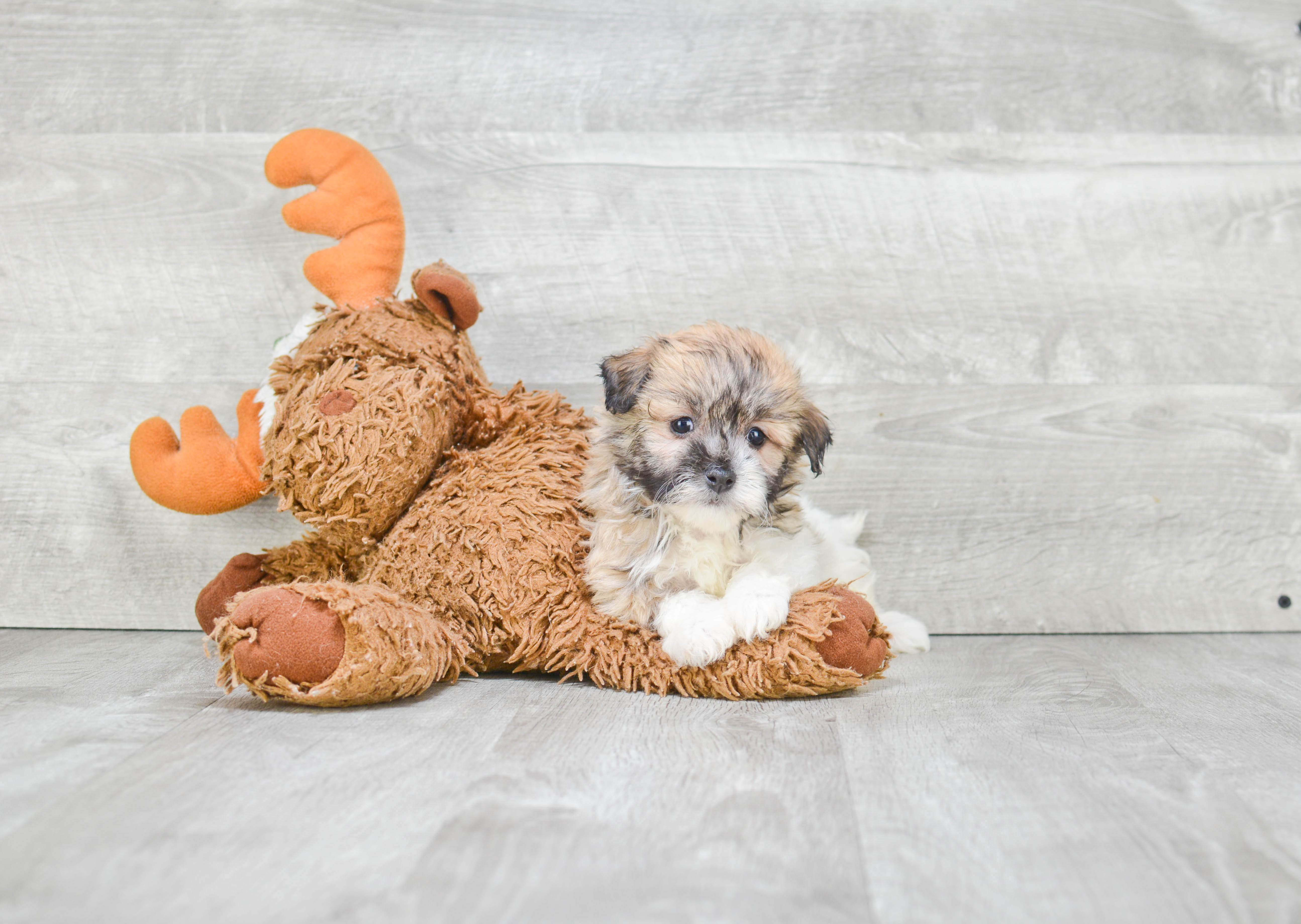 Havanese Pup Being Cute