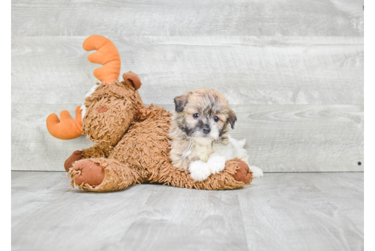 Havanese Pup Being Cute